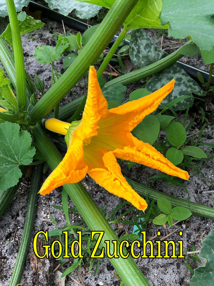 Gold Zucchini 